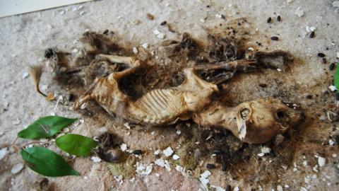 She Died A Lonely Death - March 2013 - 10.jpg