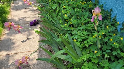 Pioneer Pets - 189533873_310184800818798_7787516159396138253_n.jpg