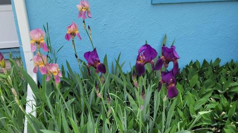 Pioneer Pets - 192141481_385698192812477_6739810866737054802_n.jpg