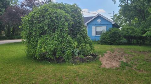 Photo from Pioneer Pets