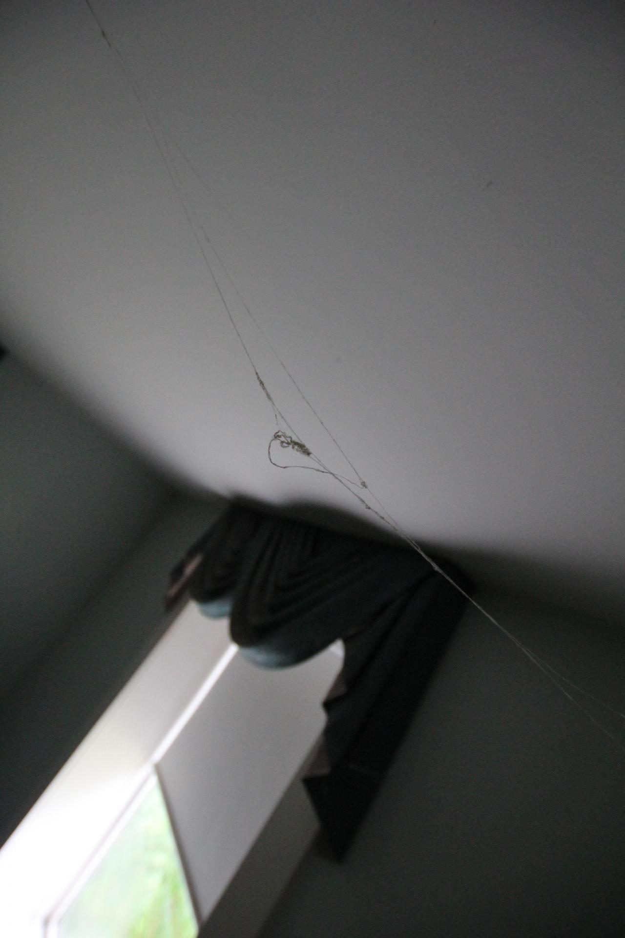 Foxy AF - IMG_0764.JPG