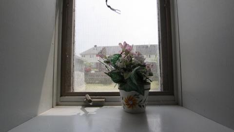 Foxy AF - IMG_0648.JPG