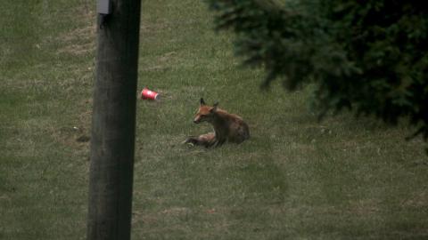 Foxy AF - IMG_0741.JPG