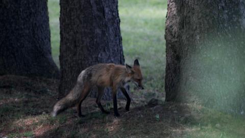 Foxy AF - IMG_0748.JPG