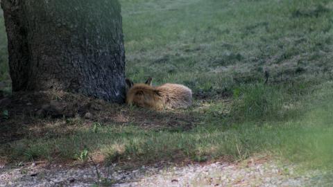 Foxy AF - IMG_0750.JPG