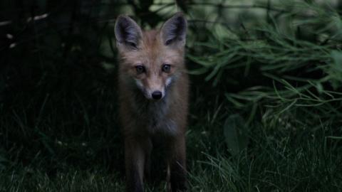 Foxy AF - IMG_0771.JPG