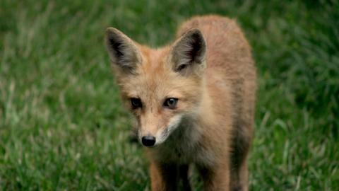 Foxy AF - IMG_0773.JPG