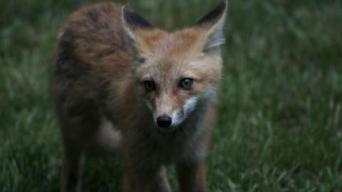 Foxy AF - IMG_0776.JPG