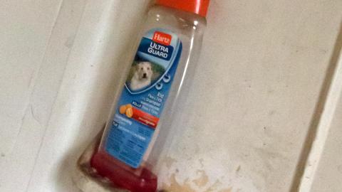 In the Dog House photo 3