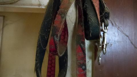 In the Dog House - IMG_0495s.jpg