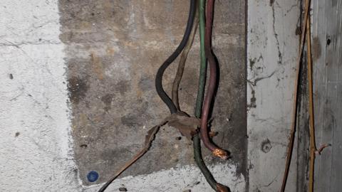 All the animals come to this Harvard - 20210524_160209.jpg