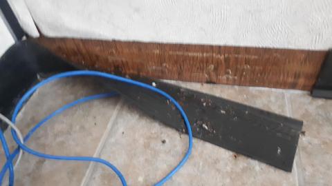 All the animals come to this Harvard - 20210524_141628.jpg