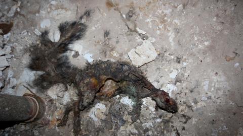 Did The Arborist Get Fired? FEB 2021 - IMG_8117.JPG