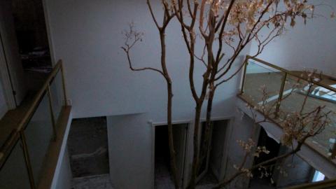 Did The Arborist Get Fired? FEB 2021 - IMG_8100.JPG