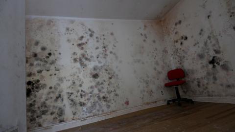 Did The Arborist Get Fired? FEB 2021 - IMG_8082.JPG