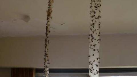 Lord of the Flies - P1060198.jpg