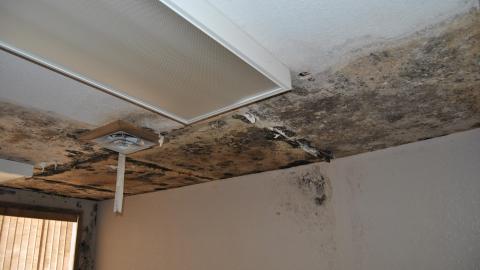 Going For The Gold - November 2012 - DSC_0221.JPG