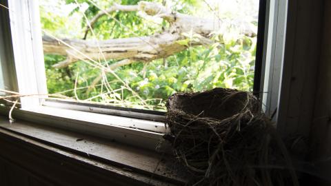Flowers In Woodstock - June 2016 - DSC_0377.jpg