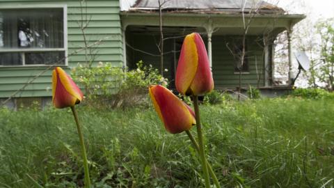 No Respect - April 2017 - DSC_0781.jpg