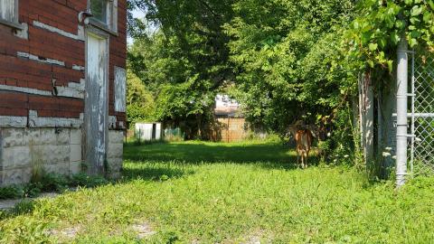 D'oh! A deer! - 8.jpg