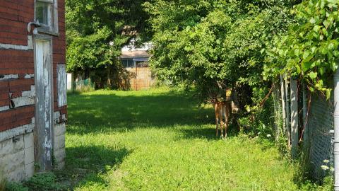 D'oh! A deer! - 11.jpg