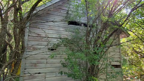 Ruins In The Forest - 20210802_093411.jpg