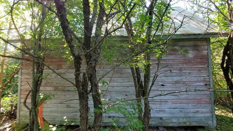 Ruins In The Forest - 20210802_093422.jpg