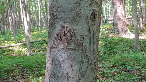 Photo from The Ski Shack