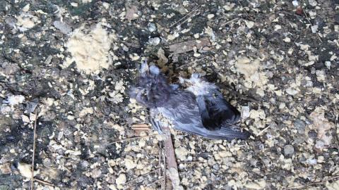 Hasn't Aged Well. 2021 - IMG_1263.JPG