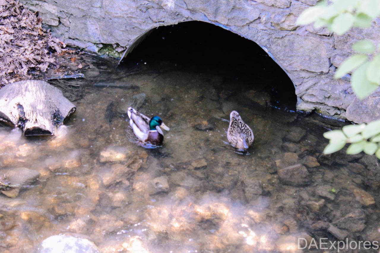 The Crash Course - IMG_1090.JPG