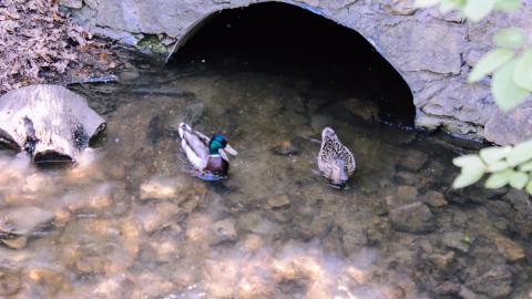 The Crash Course - IMG_1090.JPG