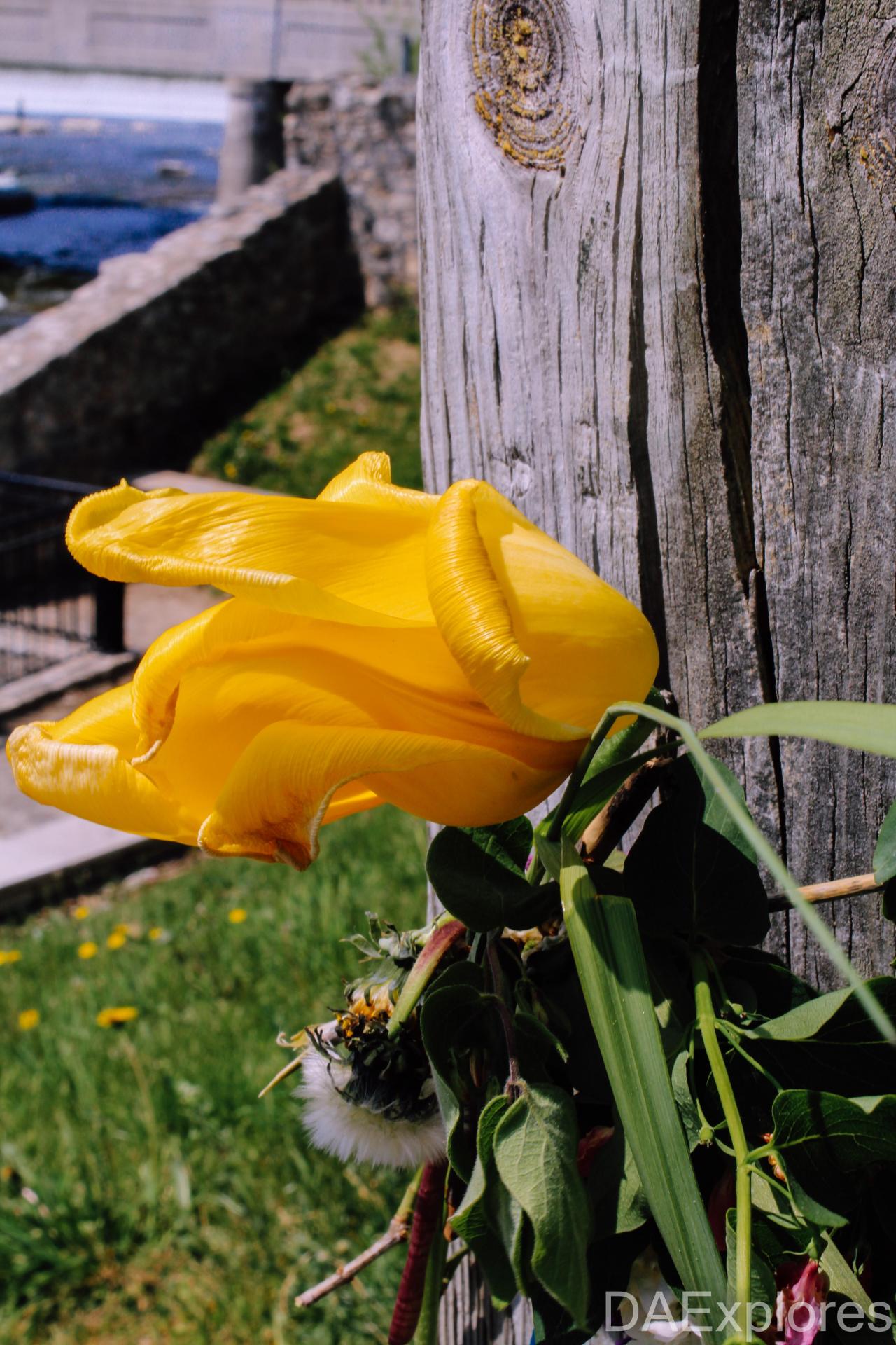 The Crash Course - IMG_1098.JPG