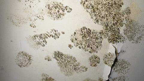 Moist Mansion - _DSC2230.jpg