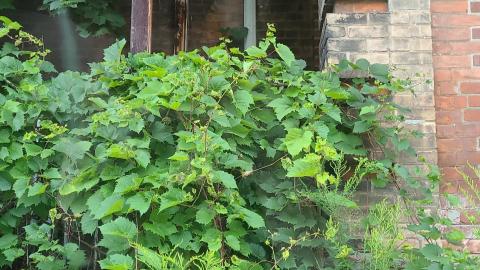 Century Manor Insane Asylum July 2021 - Snapchat-521132287.jpg