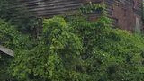 Lewis Shack July 2021 - 218456926_148086120781673_6395537078178611885_n.jpg