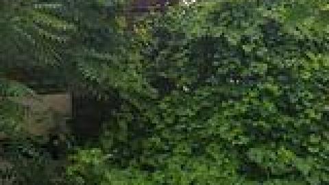 Lewis Shack July 2021 - 219631992_537357017468004_6853759854073576428_n.jpg