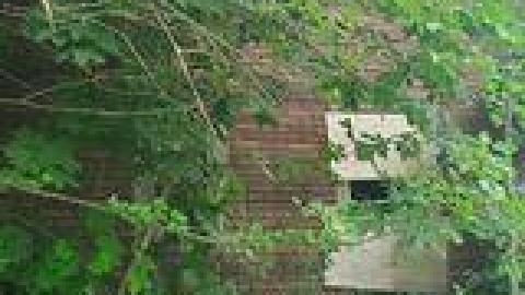 Lewis Shack July 2021 - 223253621_145175657746687_636762247412575373_n.jpg