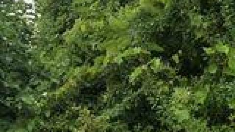 Photo from Lewis Shack July 2021