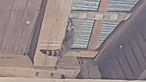 Abandoned Horse Barn July 2021 - Snapchat-147736365.jpg