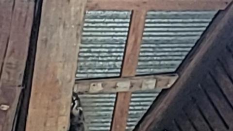 Abandoned Horse Barn July 2021 - Snapchat-1068549755.jpg