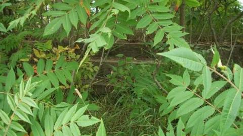 Blairton - Blairton-(ghost-town)28.jpg