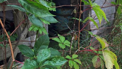 August 2021 - Still Standing - 732DB44E-6D6A-42B1-96C6-1958291A455D.jpeg