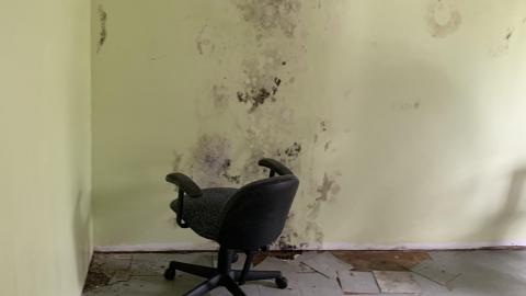 Photo from Mmmm Black Mold August 2021