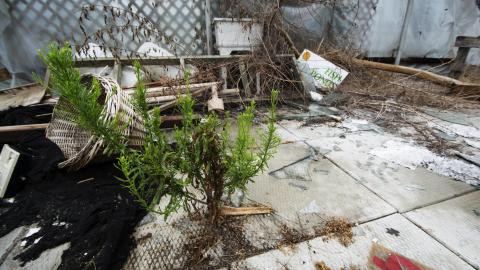 Flower Power - June 2016 - 14.jpg