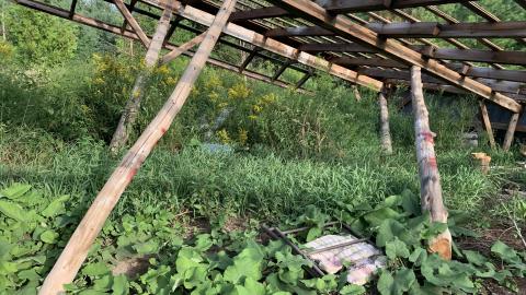 Buffalo Compound August 2021 *8 Years Later* - IMG_3032.JPG