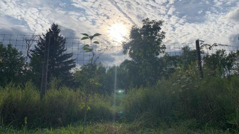 Buffalo Compound August 2021 *8 Years Later* - IMG_3034.JPG