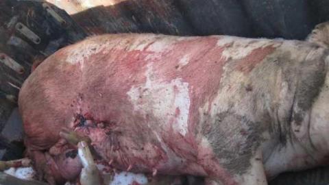 AHHHHHHHHHH - IMG_5447.jpg