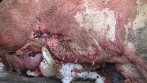 AHHHHHHHHHH - IMG_5449.jpg