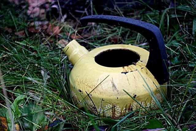 Follow the White-ish Rabbit - Severn, Ontario