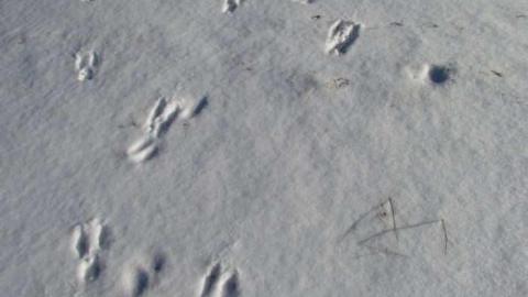 Snow Fall 2012/01 - IMG_2900.jpg